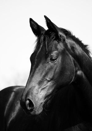 Horse Black And White 21x30
