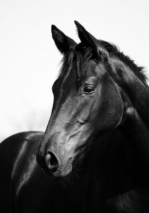 Horse Black And White 70x100