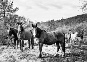 Horse Gang