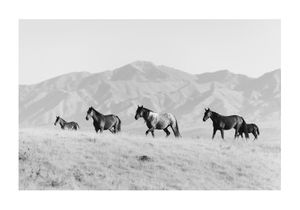Horses In The Open 100x70