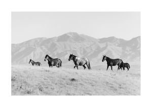 Horses In The Open 30x21