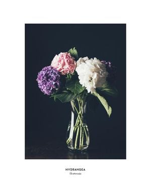 Hydrangea Vase 40x50