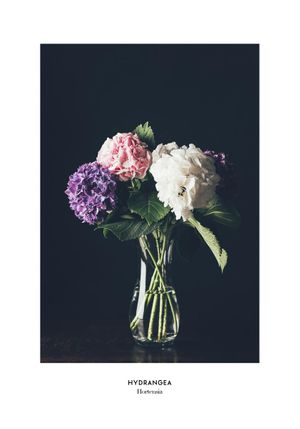 Hydrangea Vase 70x100