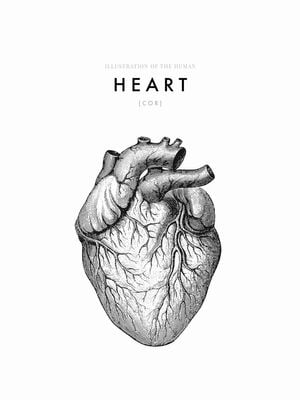 Illustration Of The Human Heart 30x40