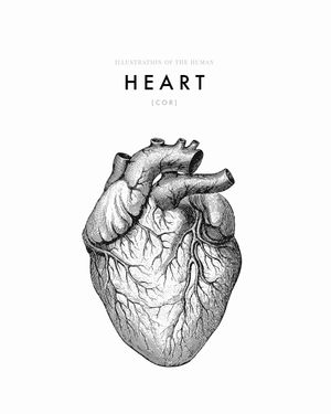 Illustration Of The Human Heart 40x50