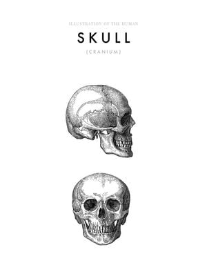 Illustration Of The Human Skull 30x40