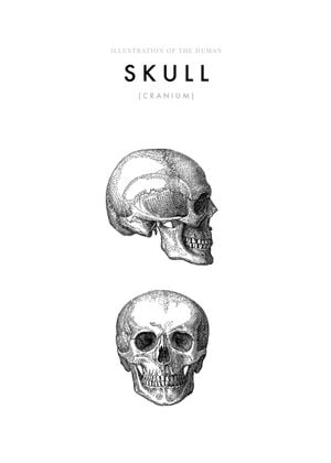 Illustration Of The Human Skull