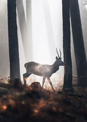 In The Forest