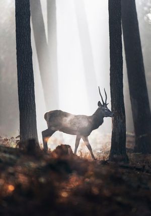 In The Forest 70x100