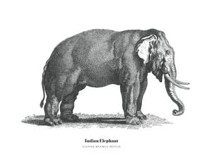 Indian Elephant Illustration 40x30