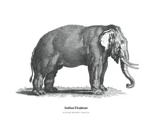 Indian Elephant Illustration 50x40