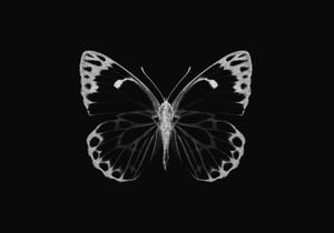 Inverted Butterfly 100x70