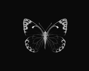 Inverted Butterfly 50x40