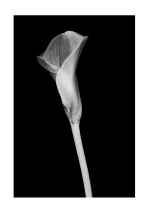 Inverted Lily 70x100