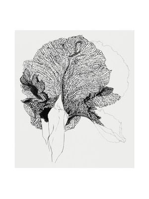 Iris 30x40