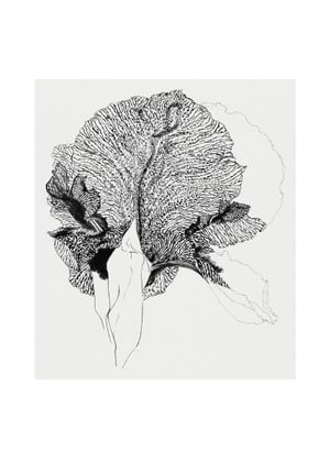 Iris 50x70