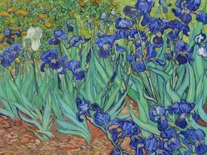 Irises By Van Gogh 40x30