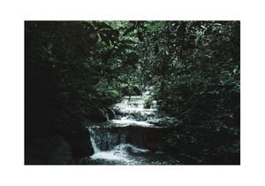 Jungle Scene 100x70