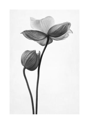Just A Flower