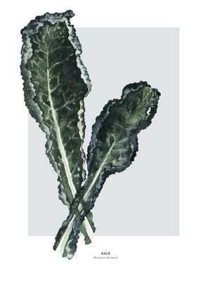 Kale 30x40