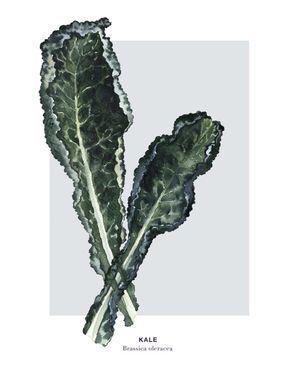 Kale 40x50