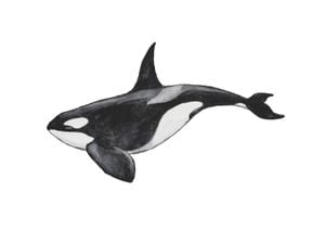 Killer Whale 30x21