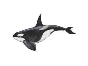 Killer Whale 40x30
