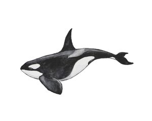 Killer Whale 50x40
