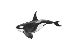 Killer Whale