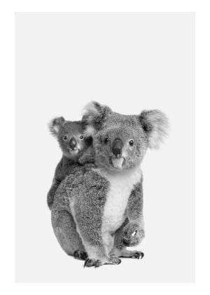 Koala Family 50x70