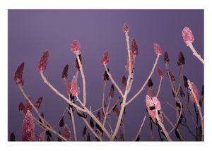 Komurasaki-Iro