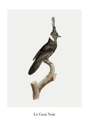 Le Geai Noir 21x30