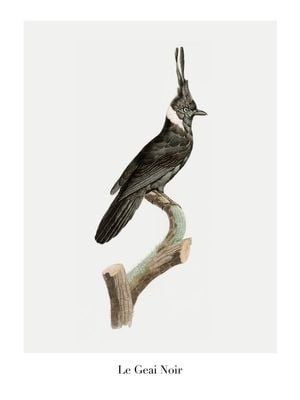 Le Geai Noir 30x40