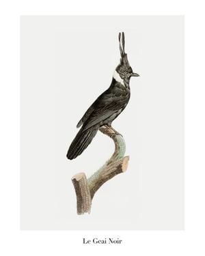 Le Geai Noir 40x50