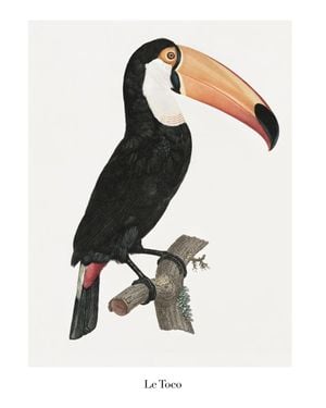 Le Toco 40x50