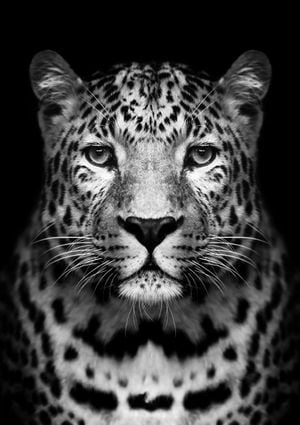 Leopard 21x30