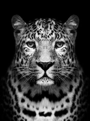 Leopard 30x40