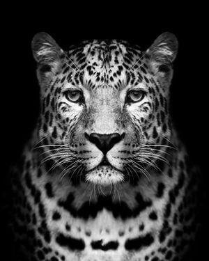 Leopard 40x50