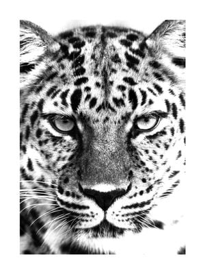 Leopard Black And White 30x40