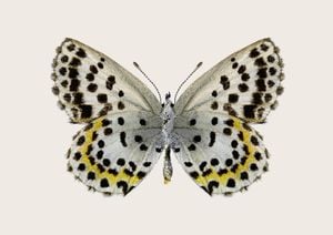 Leopard Butterfly 30x21