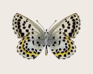 Leopard Butterfly 50x40