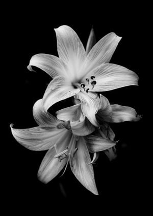 Lily Flower 21x30