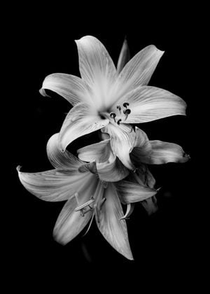 Lily Flower 50x70
