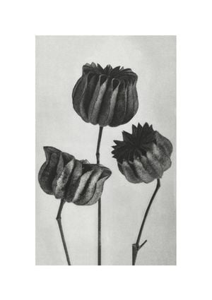 Lime Mallow By Karl Blossfeldt 21x30