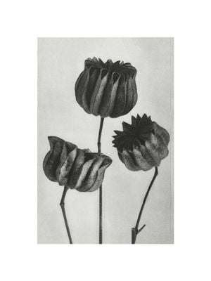 Lime Mallow By Karl Blossfeldt 30x40