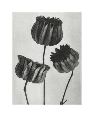Lime Mallow By Karl Blossfeldt 40x50