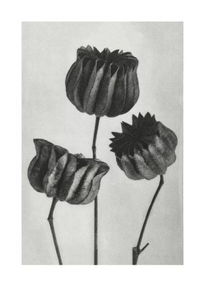 Lime Mallow By Karl Blossfeldt