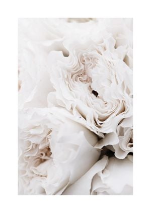 Limestone Roses 21x30