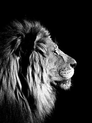 Lion Black And White 30x40