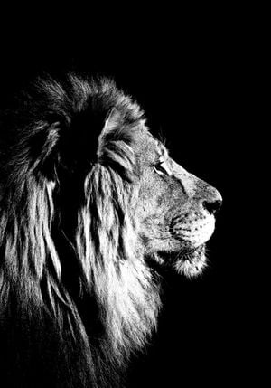 Lion Black And White 70x100